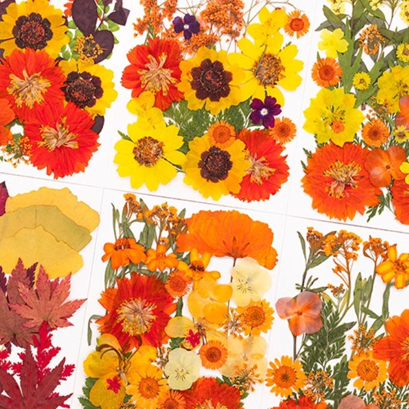 Art And Craft Nature - Natural Pressed Dried Flower For Resin