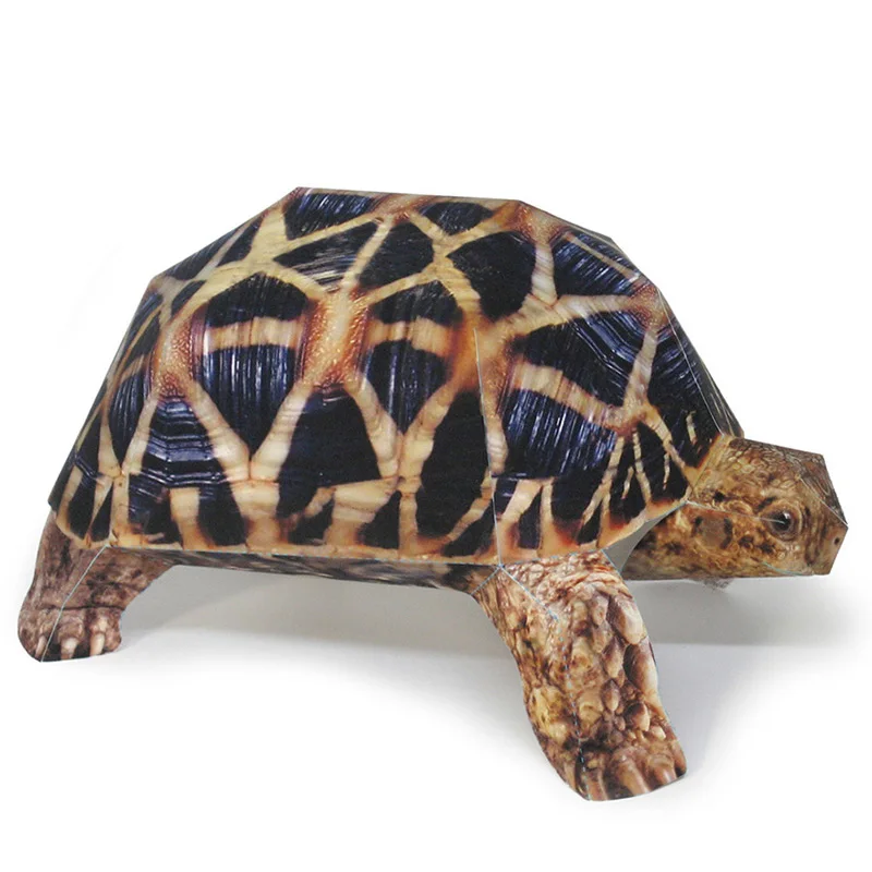 Art And Craft Nature - Indian Star Tortoise Paper Model Realistic