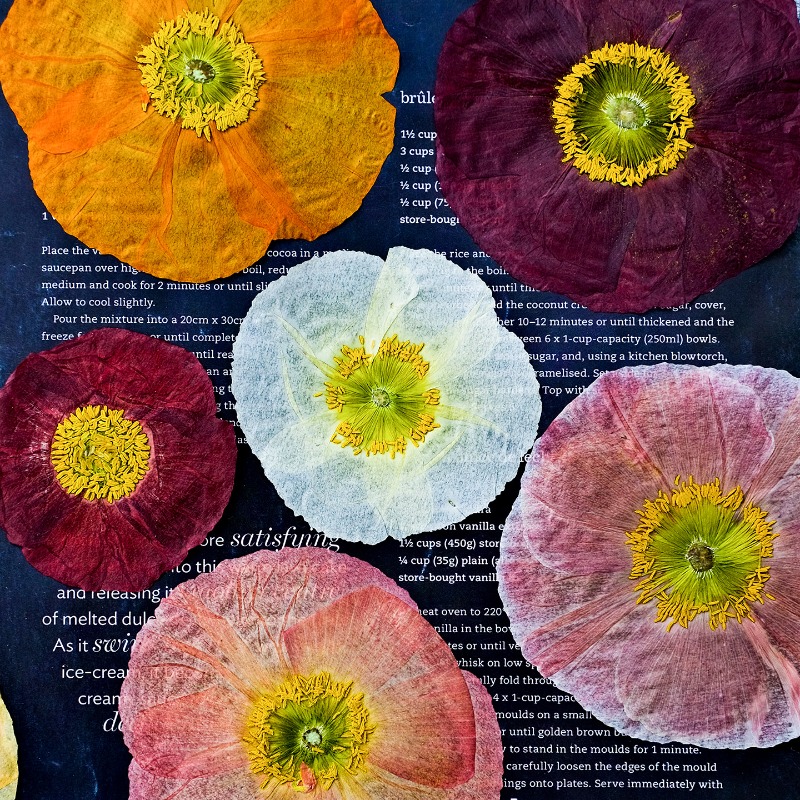 1pcs,Nature Field Poppy Presse - Art And Craft Nature 评论和价格