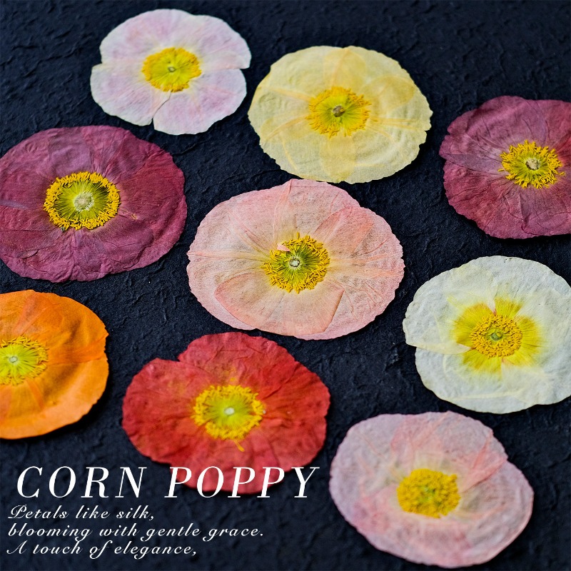 1pcs,Nature Field Poppy Presse - Art And Craft Nature 评论和价格