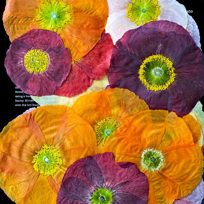 1pcs,Nature Field Poppy Presse - Art And Craft Nature 评论和价格