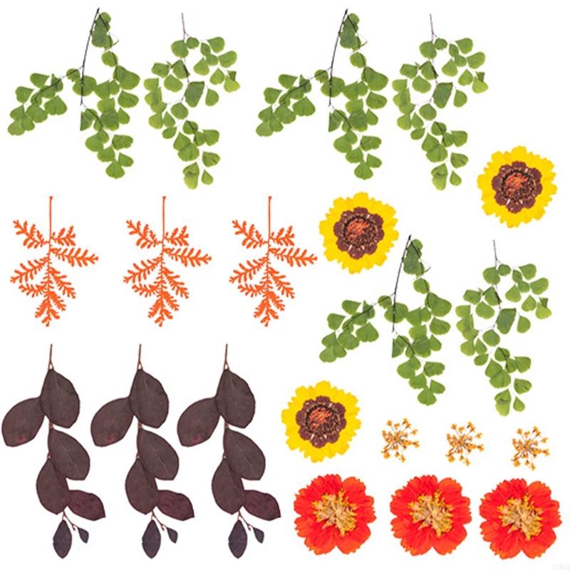 Natural Pressed Dried Flower F - Art And Craft Nature 评论和价格