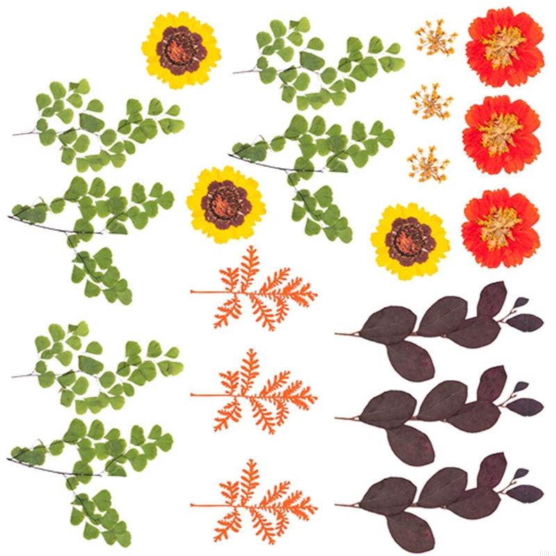Natural Pressed Dried Flower F - Art And Craft Nature 评论和价格
