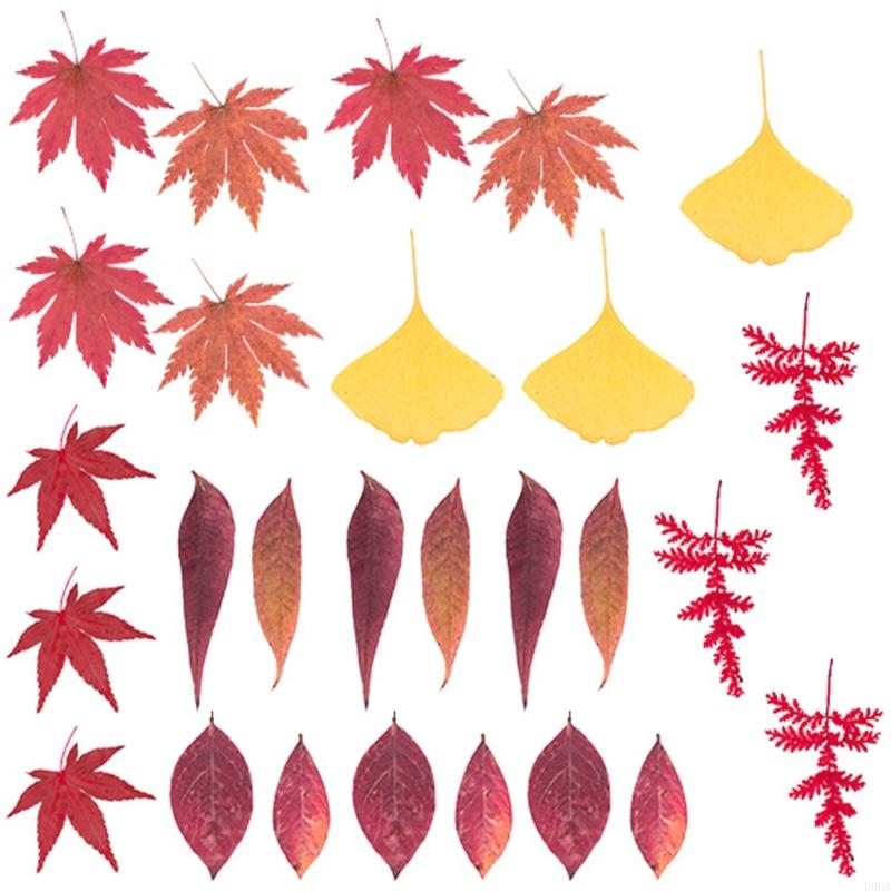 Natural Pressed Dried Flower F - Art And Craft Nature 评论和价格