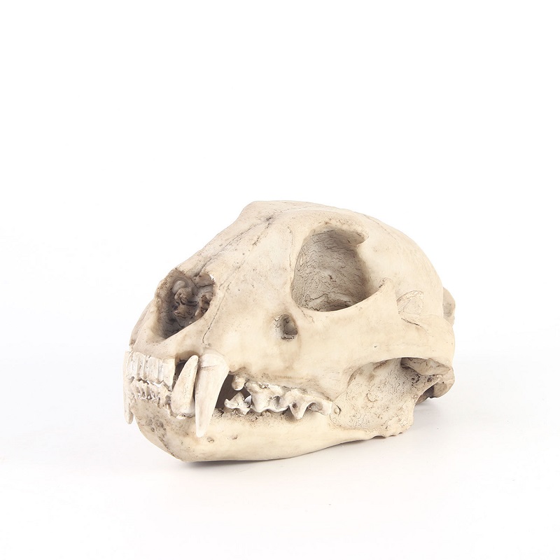 Leopard Skull Model Resin Craf - Art Craft Zoo 评论和价格