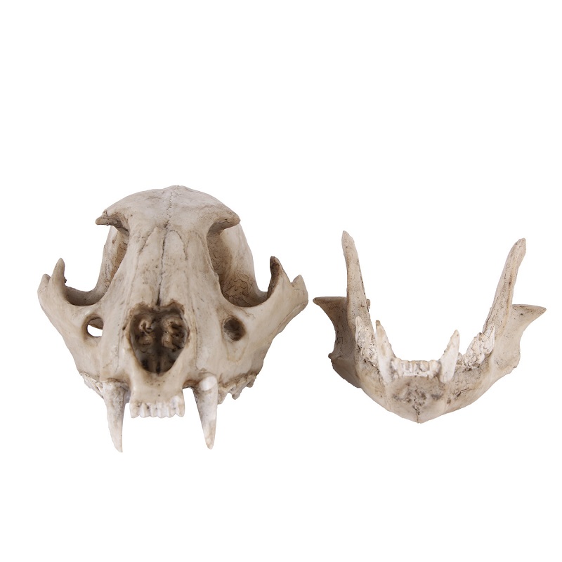 Leopard Skull Model Resin Craf - Art Craft Zoo 评论和价格