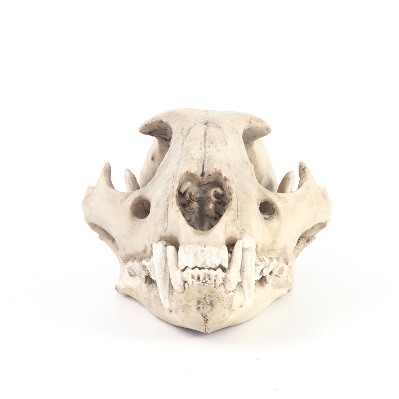 Leopard Skull Model Resin Craf - Art Craft Zoo 评论和价格